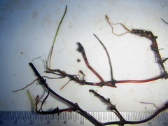 Zostera capensis