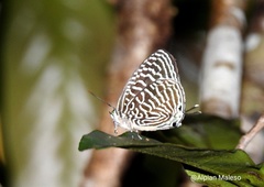 Arhopala argentea