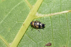 Anoscopus