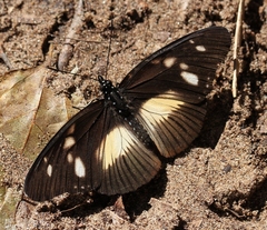 Pseudacraea lucretia tarquinea