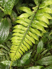 Hymenasplenium excisum