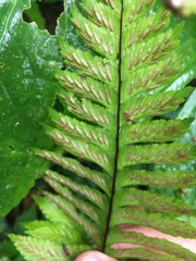 Hymenasplenium excisum