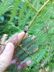 Erachtheus lutulentus