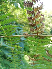 Erachtheus lutulentus