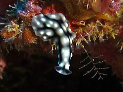 Pseudoceros imitatus