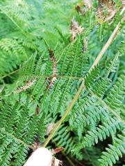 Erachtheus lutulentus