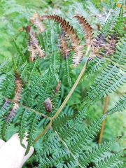 Erachtheus lutulentus