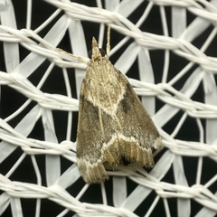 Otiophora leucura