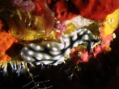 Pseudoceros imitatus