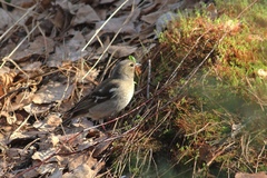 Fringilla coelebs