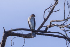 Accipiter striatus striatus
