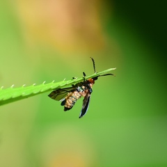 Prionocerus coeruleipennis
