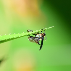 Prionocerus coeruleipennis