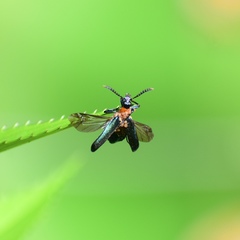 Prionocerus coeruleipennis