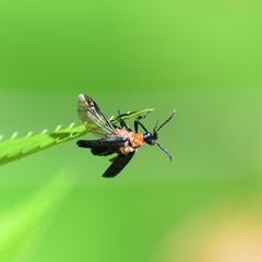 Prionocerus coeruleipennis