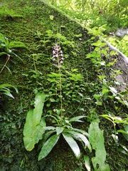 Stenoglottis fimbriata