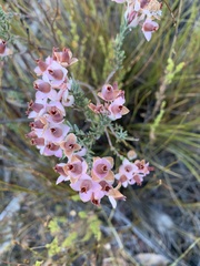 Erica eugenea