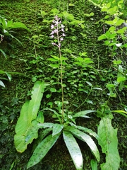 Stenoglottis fimbriata