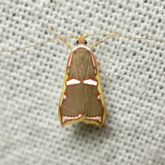 Barantola pulcherrima