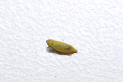 Arthaldeus striifrons