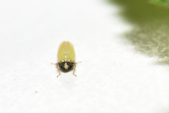 Arthaldeus striifrons