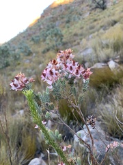 Erica eugenea