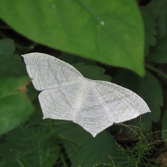 Acropteris illiturata