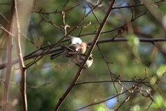 Fringilla coelebs