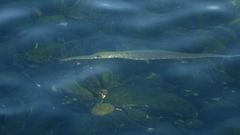 Fistularia tabacaria