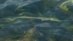 Fistularia tabacaria