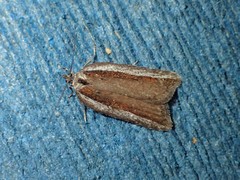 Acleris bowmanana