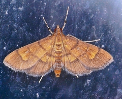 Orphanostigma haemorrhoidalis