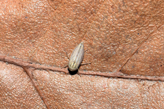 Artianus interstitialis