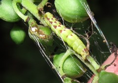 Eupithecia cimicifugata