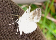 Lomographa semiclarata