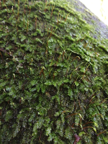 Racopilum capense observed 2021-02-27