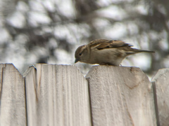 Passer domesticus