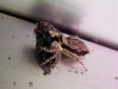Menemerus bivittatus