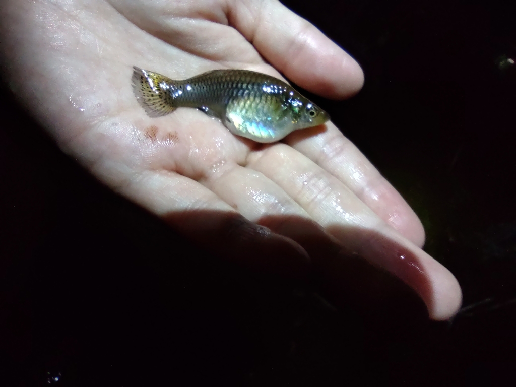 Yucatan Gambusia