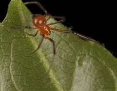 Argyrodes miniaceus