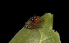 Argyrodes miniaceus