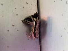 Menemerus bivittatus