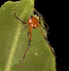 Argyrodes miniaceus