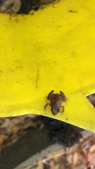 Eleutherodactylus planirostris