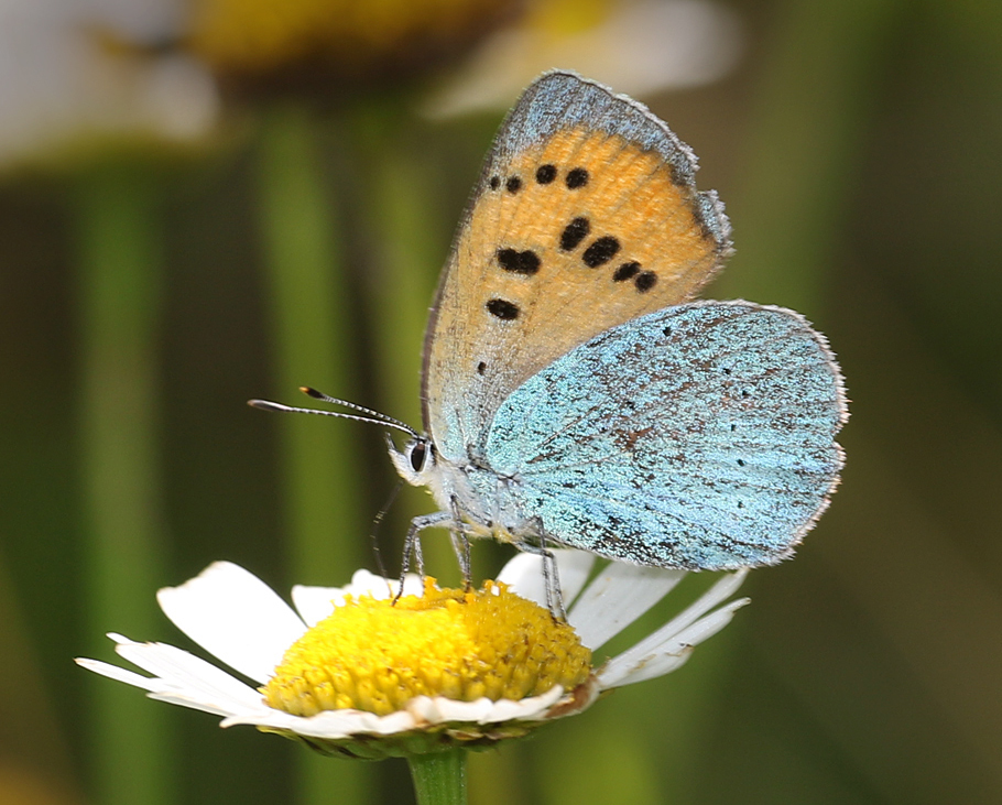 green copper