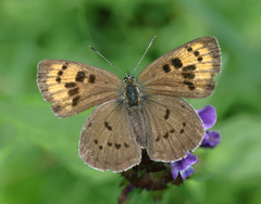 Lycaena kasyapa