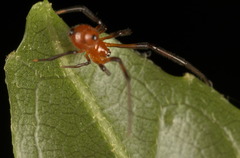 Argyrodes miniaceus