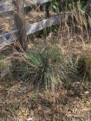 Andropogon cretaceus image