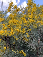 Senna artemisioides