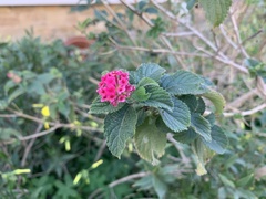 Lantana camara